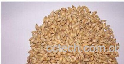 果蔬百科麦芽-0