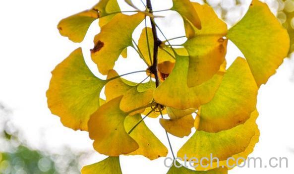 果蔬百科银杏叶-0