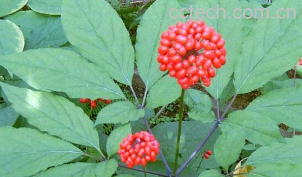 果蔬百科人参花-0