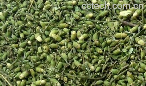 果蔬百科槐米-0