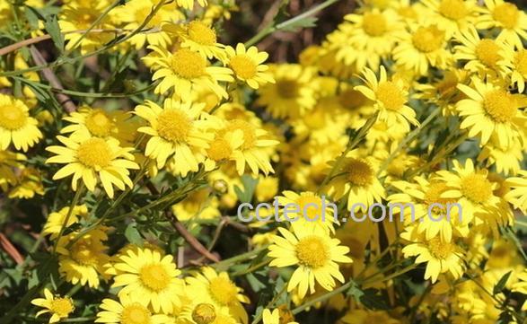 果蔬百科野菊花-0