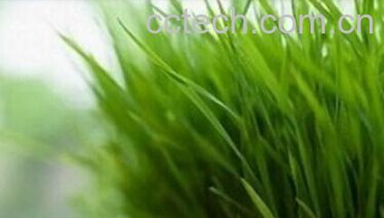 果蔬百科柠檬草泡水喝-0