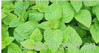 果蔬百科溪黄草-0