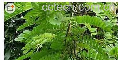 果蔬百科鸡骨草-0