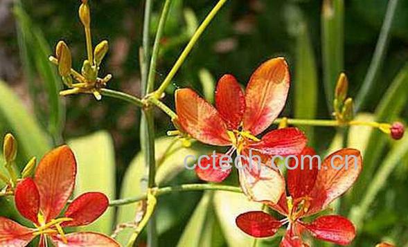 果蔬百科射干-0