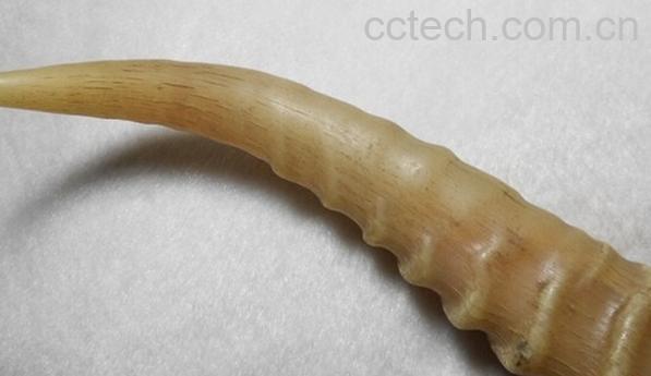 果蔬百科羚羊角-0