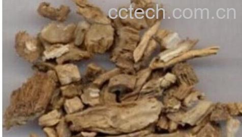 果蔬百科桑寄生-0