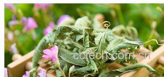 果蔬百科地骨皮-0