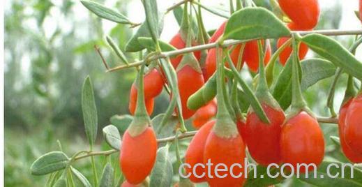 果蔬百科地骨皮-0