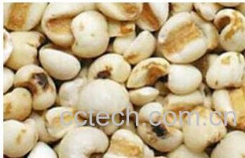 果蔬百科川贝母-0