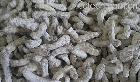 果蔬百科僵蚕-0