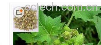 果蔬百科苍耳子-0