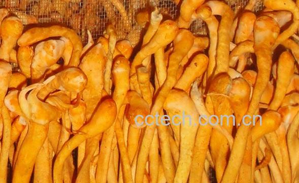 果蔬百科虫草花-0