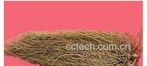 果蔬百科细辛-0