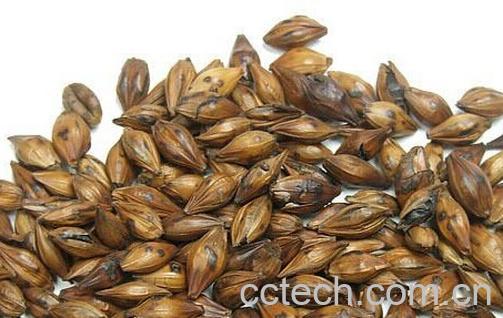 果蔬百科麦芽-0