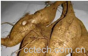 果蔬百科新鲜葛根-0