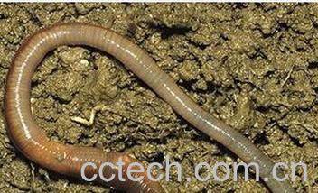 果蔬百科地龙-0