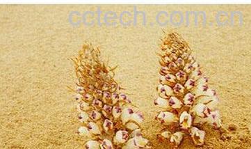 果蔬百科肉苁蓉-0