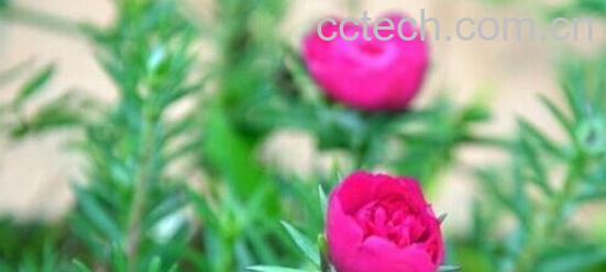 果蔬百科半枝莲-0