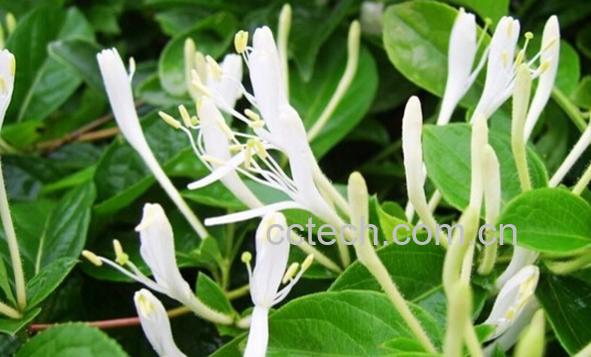 果蔬百科四季金银花-0