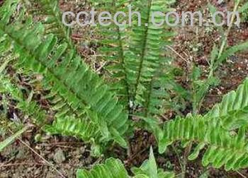 果蔬百科骨碎补-0