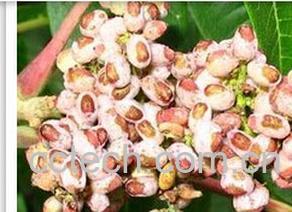 果蔬百科五倍子-0