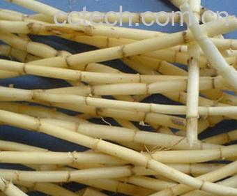 果蔬百科白茅根的功效-0