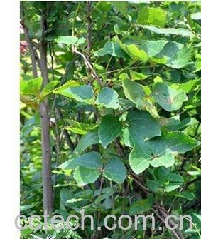 果蔬百科大血藤-0