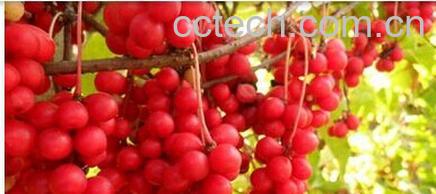 果蔬百科五味子-0