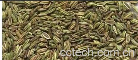 果蔬百科小茴香-0