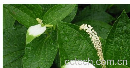 果蔬百科法半夏-0