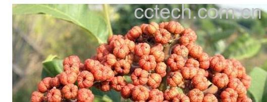 果蔬百科吴茱萸-0