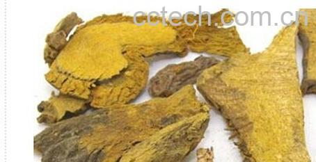 果蔬百科虎杖-0