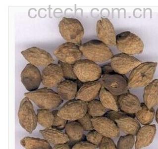 果蔬百科益智仁-0