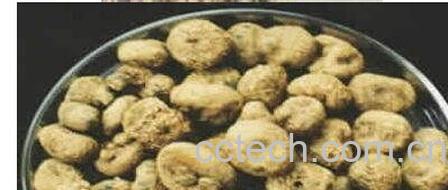 果蔬百科延胡索-0