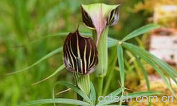 果蔬百科长行天南星-0