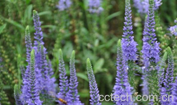 果蔬百科长尾婆婆纳-0