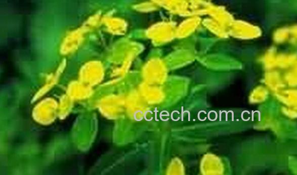 果蔬百科长叶大戟-0