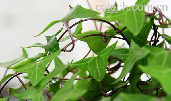 果蔬百科常青藤-0