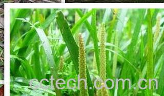 果蔬百科石菖蒲-0