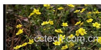 果蔬百科猫爪草-0