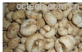 果蔬百科浙贝母-0