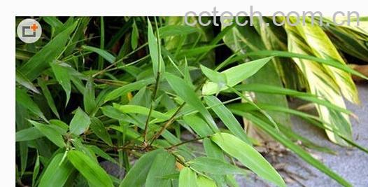 果蔬百科淡竹叶-0