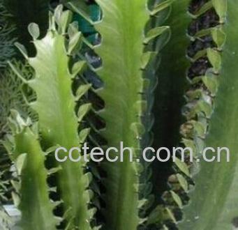 果蔬百科龙骨-0