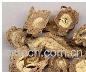 果蔬百科独活-0