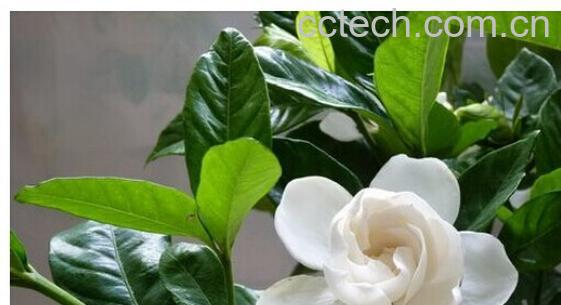 果蔬百科栀子-0