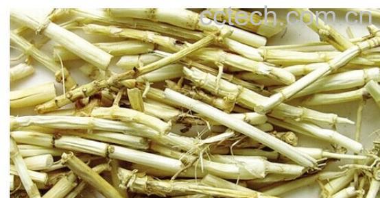 果蔬百科芦根-0