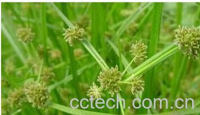 果蔬百科香附-0