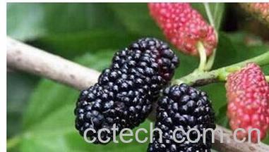 果蔬百科桑椹子-0