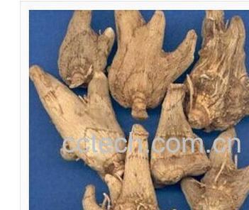 果蔬百科白芨-0